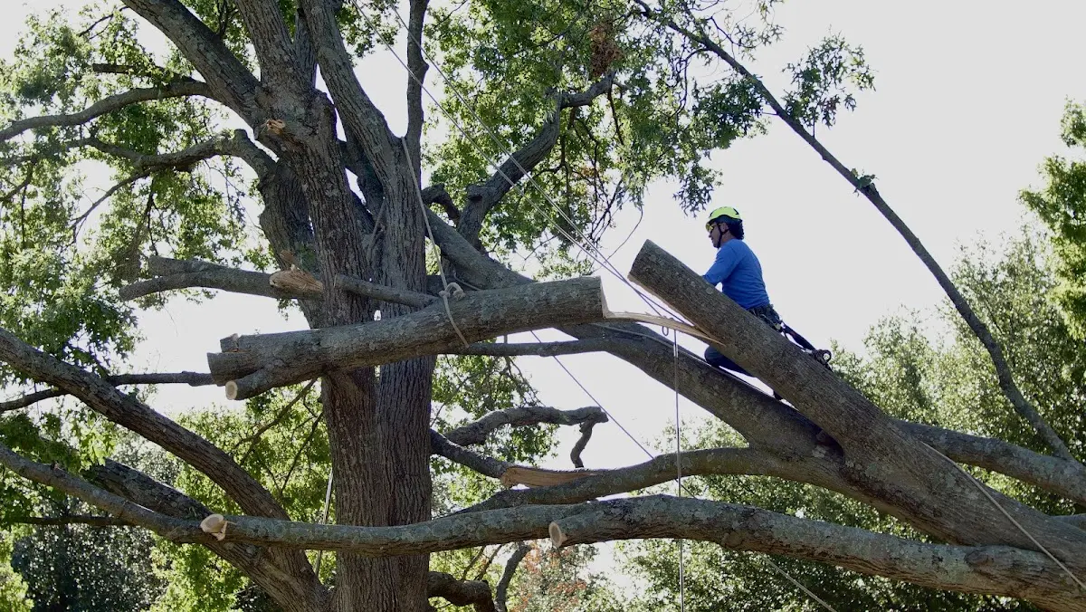 Professional Hazardous Tree Removal performed by certified arborists in Dickens