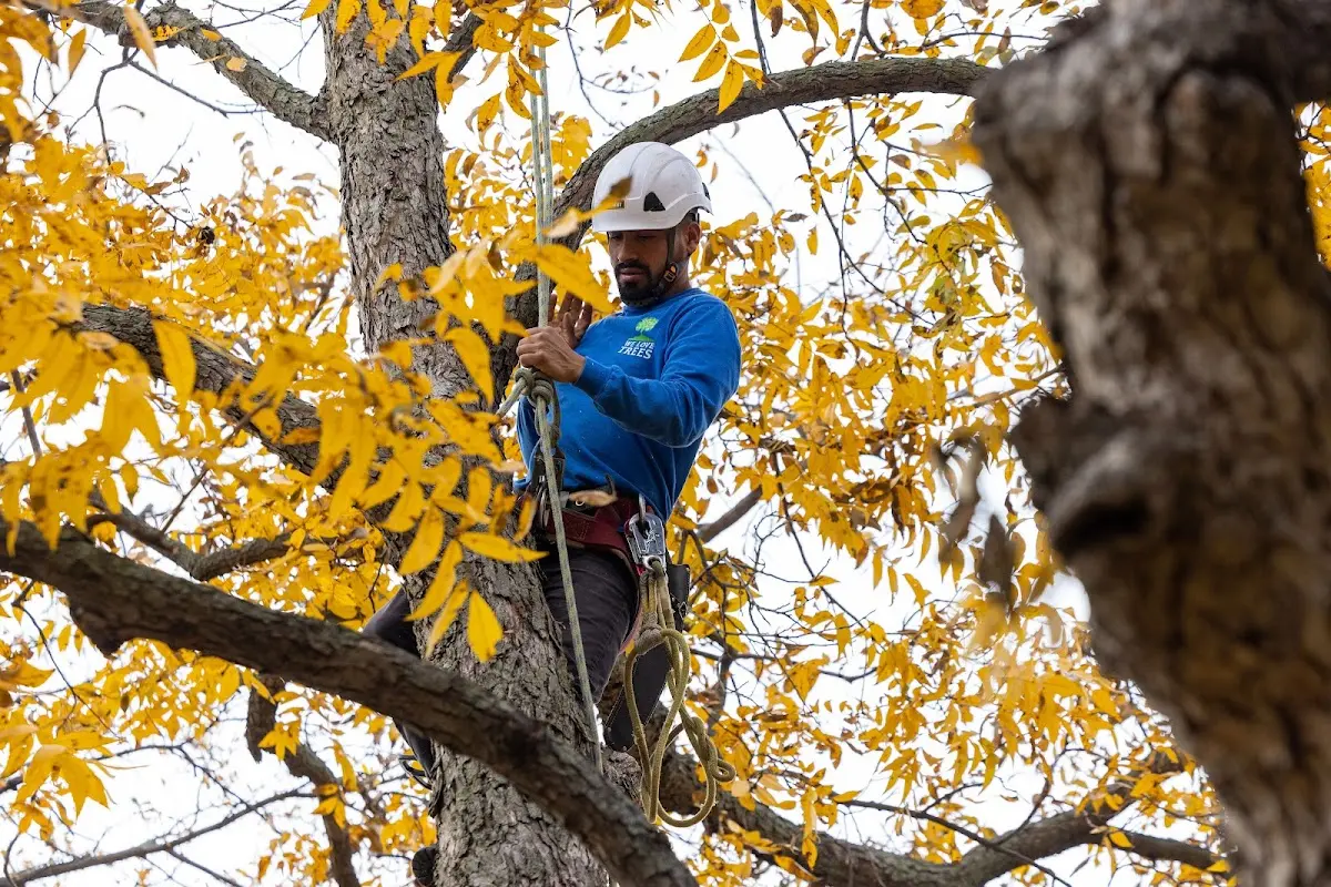 Skilled Tree Pruning crew working in Dickens
