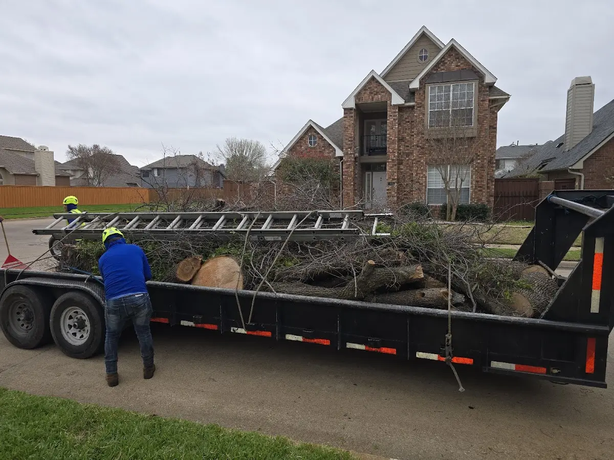 Expert Tree Removal with proper safety equipment in Dickens